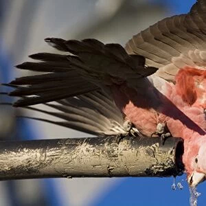 Galah - Drinking from a bore overflow pipe - Razor Blade Bore along the Kidson Track - Western Australia