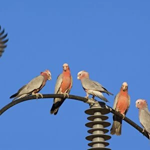 Galah - flock of Galahs sitting on a power post. One of them is flying off at the moment - Northern Territory, Australia