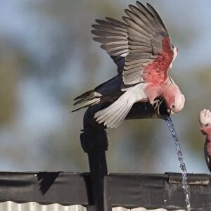 Galah / Galah Cockatoo / Roseate / Rose-breasted Cockatoo - drinking at an overflowing bore pipe at a cattle station at Ti Tree - Northern Territory - Australia