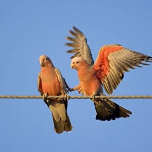 Galah - a pair of Galahs during courting season. The male makes funny gestures and flaps its wings like a clown, to impress the female. One foot touches the female as if it wants to say: come on, let's do it - Northern Territory, Australia