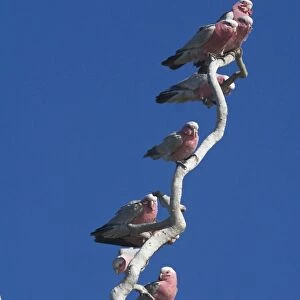Galahs - On tree branch - Being a seed eater is disliked by grain farmers. Abundant. Often in large flocks At Lajamanu an aboriginal settlement on the northern edge of the Tanami Desert. Northern Territory, Australia