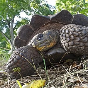 Galapagos Giant Tortoise - Cerro El Chato - Santa Cruz - Galapagos islands