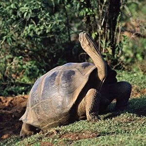 Galapagos Giant Tortoise - stretching grooming stance; Isabella Island AU-670