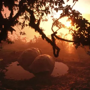 Galapagos Giant TORTOISE - at sunset Galapagos Giant TORTOISE - at sunset