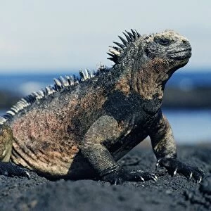 Galapagos Marine Iguana - Endemic to the Galapagos Islands