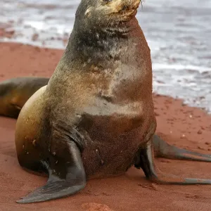 Galapagos Sea Lion - Rabida Island - Galapagos