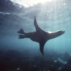 Galapagos Sea Lion - swimming underwater AU-722 Galapagos Sea Lion - swimming underwater AU-722