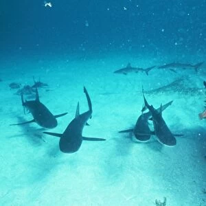 Galapagos Shark NSW, Australia