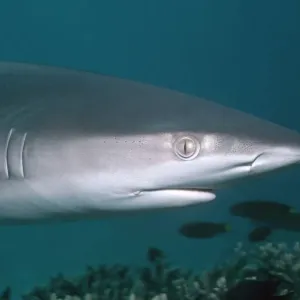 Galapagos Shark - These sharks are inquisitive and will swim close to divers. Lord Howe Island. Australia GAL-012 Galapagos Shark - These sharks are inquisitive and will swim close to divers. Lord Howe Island. Australia GAL-012