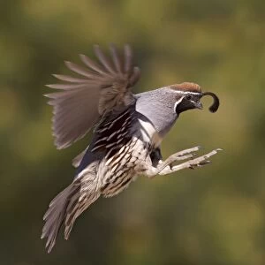 Gambel's Quail - adult male in flight - March - Southeast Arizona - March - USA