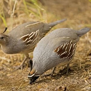 Gambel's Quail - Male and female - Drinking - Replaces the California Quail in the desert and similar to that bird - On the western edge of the Mojave and Colorado deserts where ranges of California