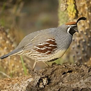 Gambel's Quail - Male - Replaces the California Quail in the desert and similar to that bird - On the western edge of the Mojave and Colorado deserts where ranges of California