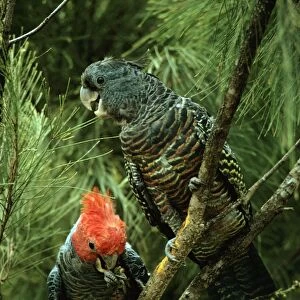 Gang-gang Cockatoo - Male and female in tree, inland Australia, Southeastern Australia JPF07500