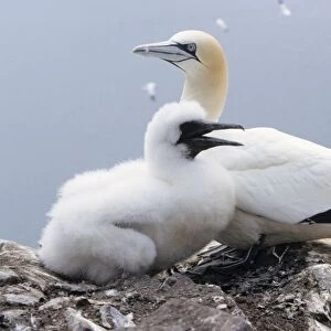 Gannet - Adult with young bird