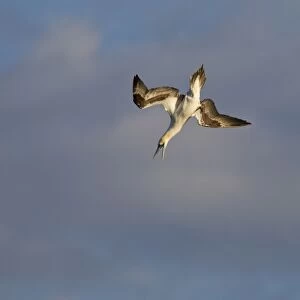 Gannet - screaching with open bill as it dives into the sea for food - Dorset - August