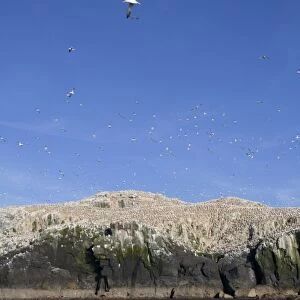 Gannets - in flight and on rocks - Grassholm, Wales, UK