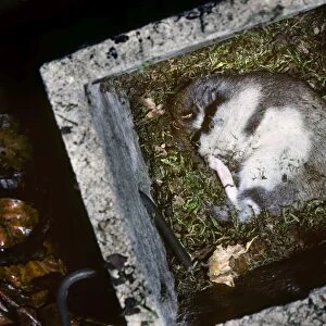 Garden Dormouse - in nest box