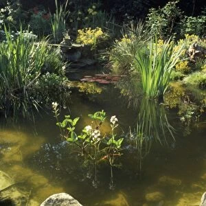Garden Pond - with a variety of Water Plants, Bog Bean, Water Lilies, Burr Reed