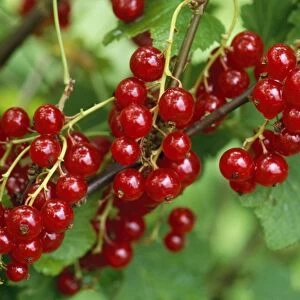 Garden Red Current - ripened fruit
