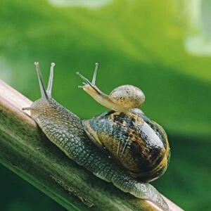 Garden Snail - adult with baby on its back