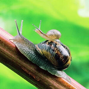 Garden Snail - adult with baby on its back Digital Manipulation: enhanced colour, lightened background