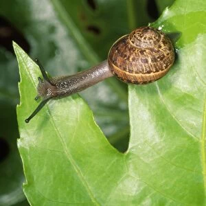 Garden Snail - crawling over leaves - UK