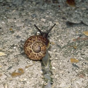 Garden Snail - Slime trail - UK