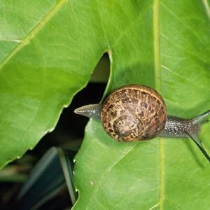 Garden Snail - Slime trail - UK