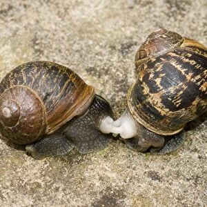 Garden Snails - copulation - beginning to part - UK