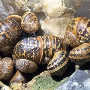 Garden Snails - hibernating group - UK