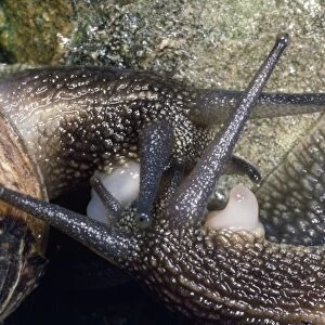 Garden Snails - mating pair - UK