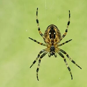 Garden Spider - Female ventral view, with web. UK