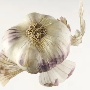 Garlic Garlic