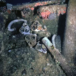 Gas masks - Lying on a Japanese war time wreck 100 feet down in Truk Lagoon. Truk Islands