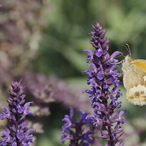 Gatekeeper Butterfly - feeding on garden flowers Pyronia tithonus Essex, UK IN001224