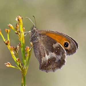 Gatekeeper Butterfly - Underwing - UK