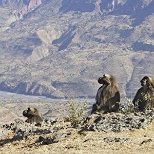 Gelada Baboon - group. Simien mountains - Ethiopia - Africa