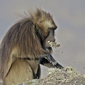 Gelada Baboon - pulling up grass with mouth. Simien mountains - Ethiopia - Africa