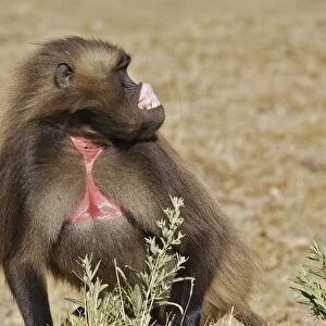 Gelada Baboon - showing gums. Simien mountains - Ethiopia - Africa