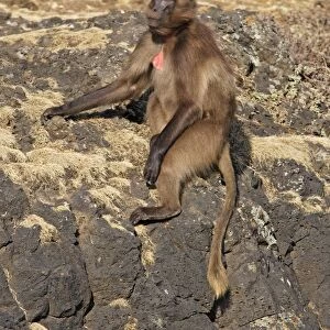 Gelada Baboon. Simien mountains - Ethiopia - Africa