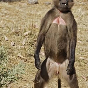 Gelada Baboon - standing on hind legs. Simien mountains - Ethiopia - Africa