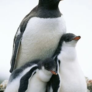 Gentoo Penguin Antarctic Peninsula