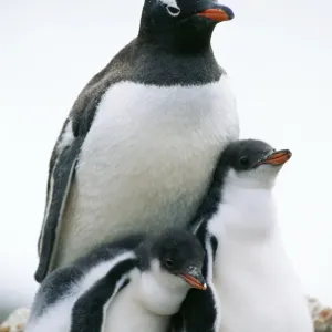 Gentoo Penguin Antarctic Peninsula Gentoo Penguin Antarctic Peninsula
