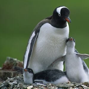 Gentoo Penguin - with chicks