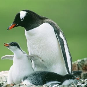 Gentoo Penguin JPF 12147 Parent with chicks. Pygoscelis papua © Jean-Paul Ferrero / ARDEA LONDON