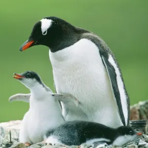 Gentoo Penguin JPF 12147 Parent with chicks. Pygoscelis papua © Jean-Paul Ferrero / ARDEA LONDON Gentoo Penguin JPF 12147 Parent with chicks. Pygoscelis papua © Jean-Paul Ferrero / ARDEA LONDON