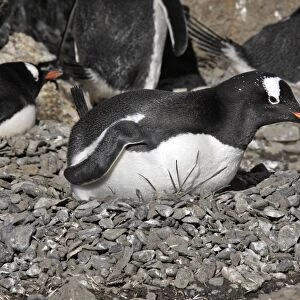 Gentoo Penguin - at nest. Brown Bluff - Antarctic Peninsula