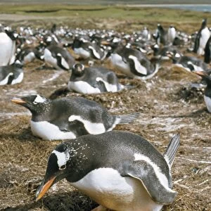 Gentoo Penguin - at nest Falkland Islands