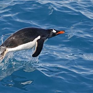 Gentoo Penguin - swimming. Cooper Bay - South Georgia
