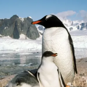 Gentoo Penguin - with young Petersville Island, Antarctica Gentoo Penguin - with young Petersville Island, Antarctica